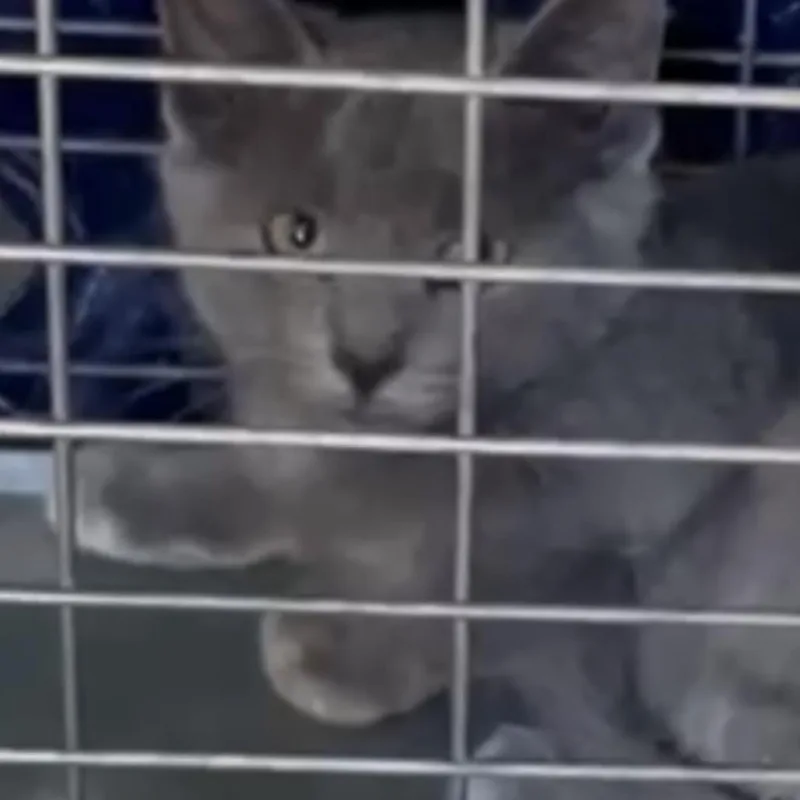 A baby small-sized female Gray / Blue / Silver Domestic Short Hair cat named Ashby for adoption in Brooklyn, NY