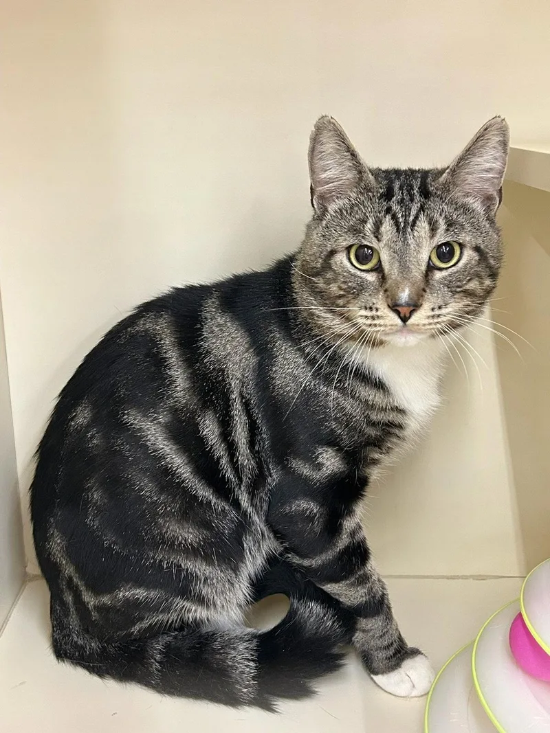A young medium-sized male Domestic Short Hair cat named Armbands for adoption in Stewartsville, NJ