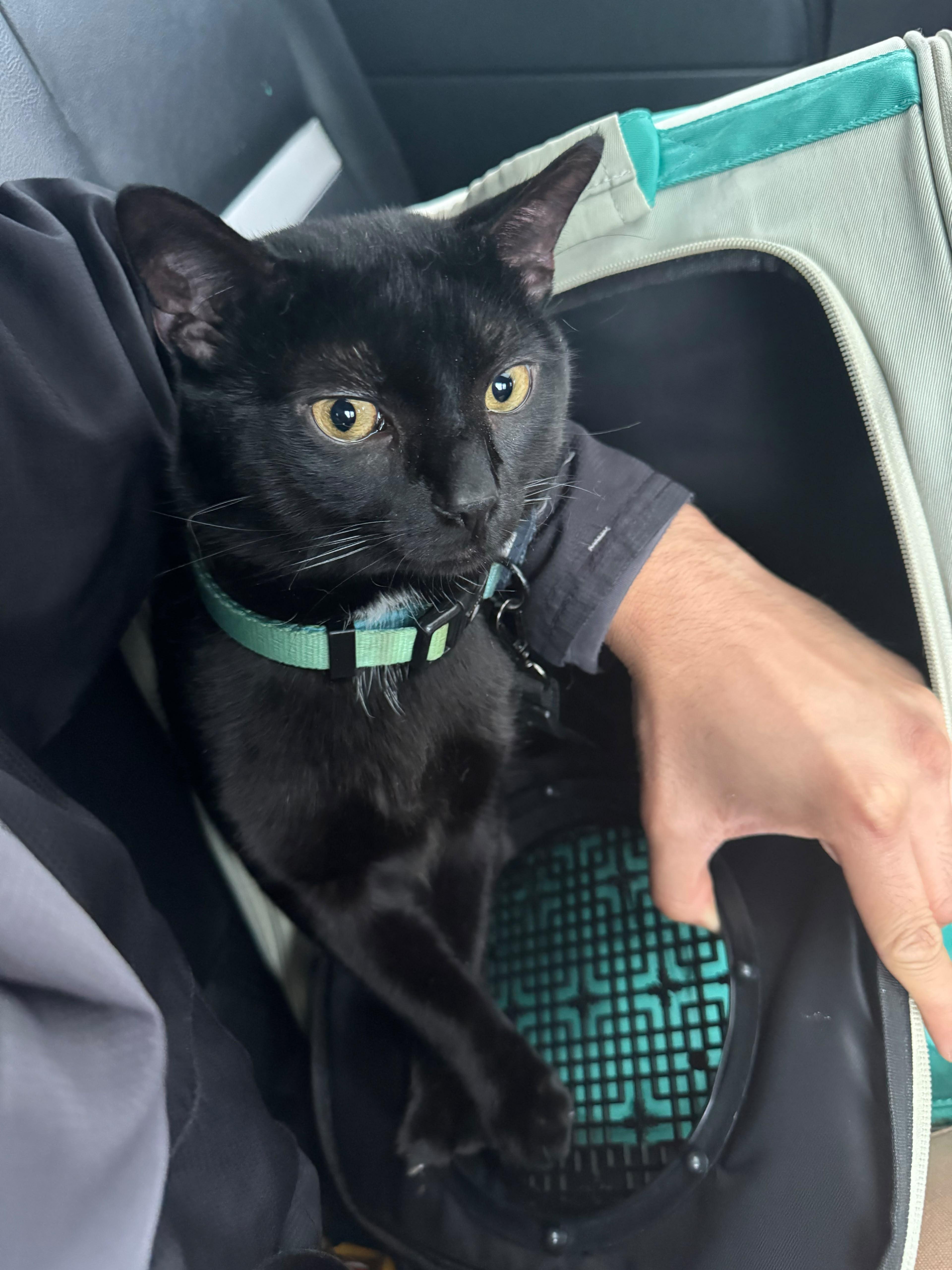 A young medium-sized male Black Bombay cat named Apollo for adoption in New York, NY