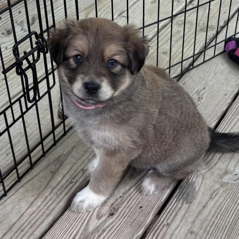 A baby medium-sized female Brown / Chocolate Shepherd dog named Antonia for adoption in Chattanooga, TN