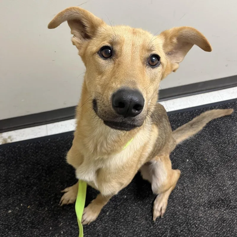 An adult medium-sized female German Shepherd Dog dog named Mopsy for adoption in Mount Gilead, NC