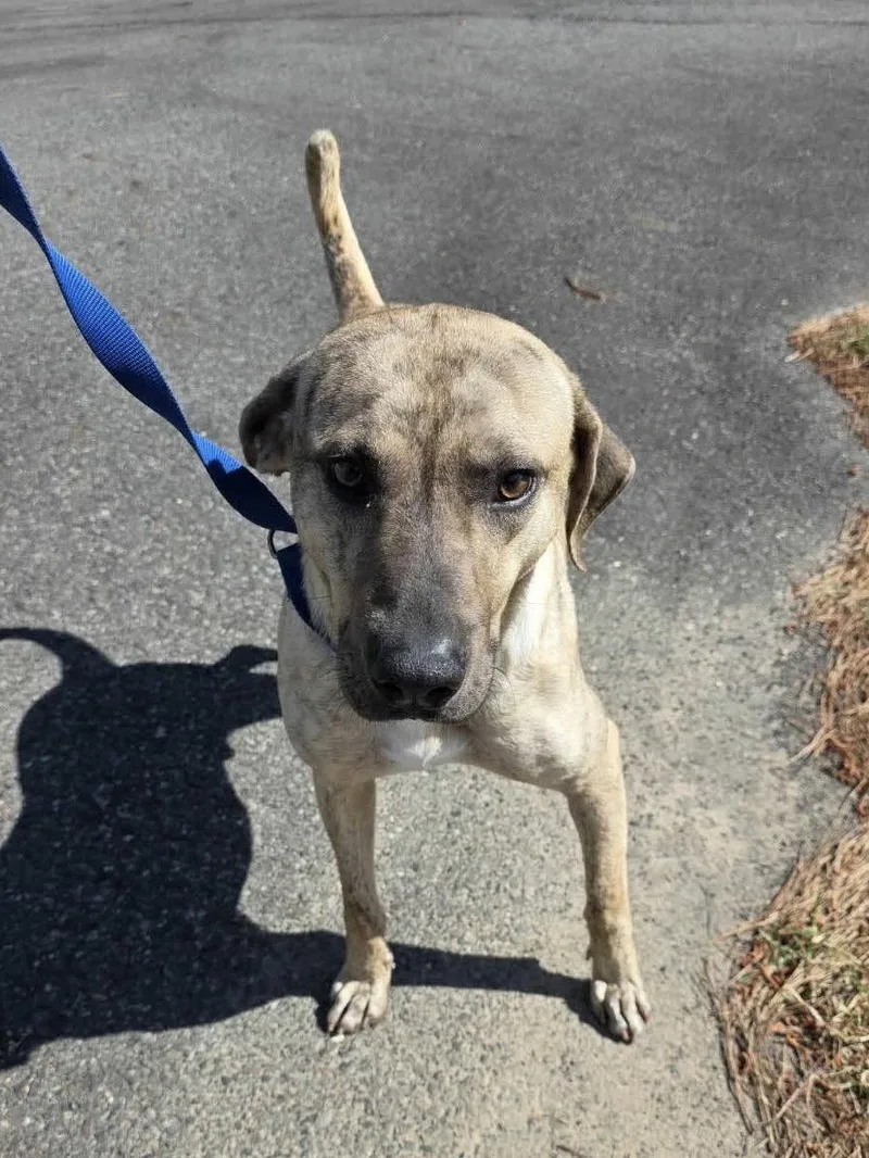 An adult large-sized male Plott Hound dog named Grayson Louisiana for adoption in Rockaway, NJ