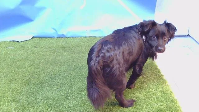 An adult medium-sized male Chihuahua dog named Scooby for adoption in Gardena, CA