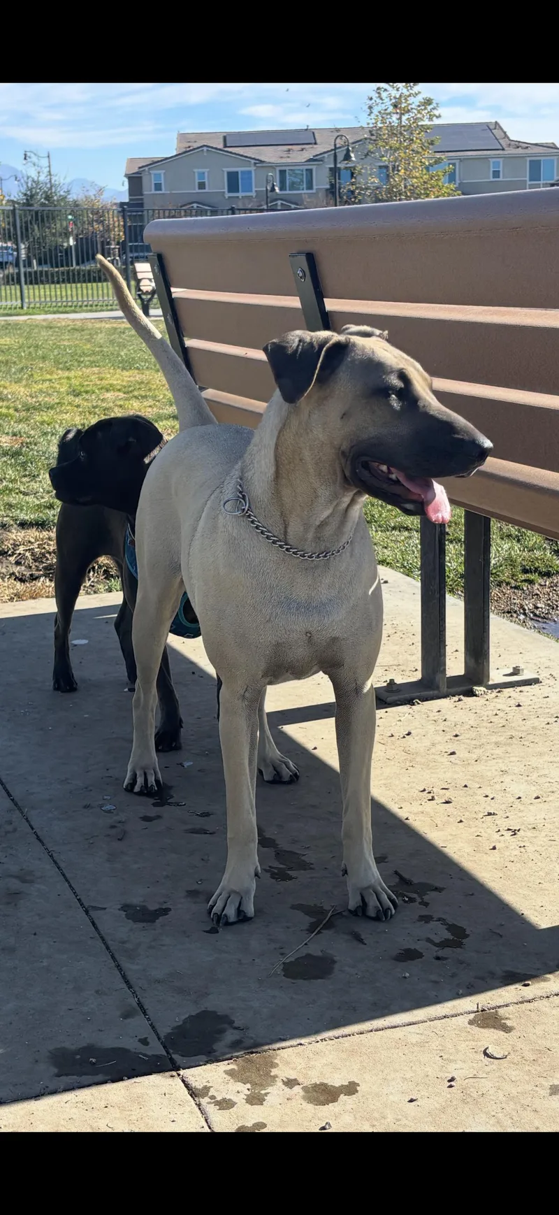 Leilani  The Stunning thumbnail 2