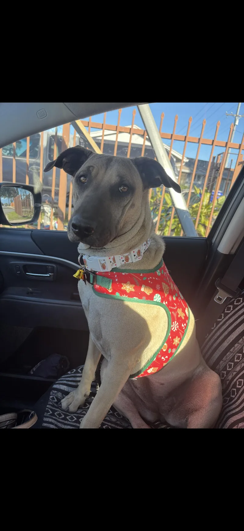 Leilani  The Stunning thumbnail 3