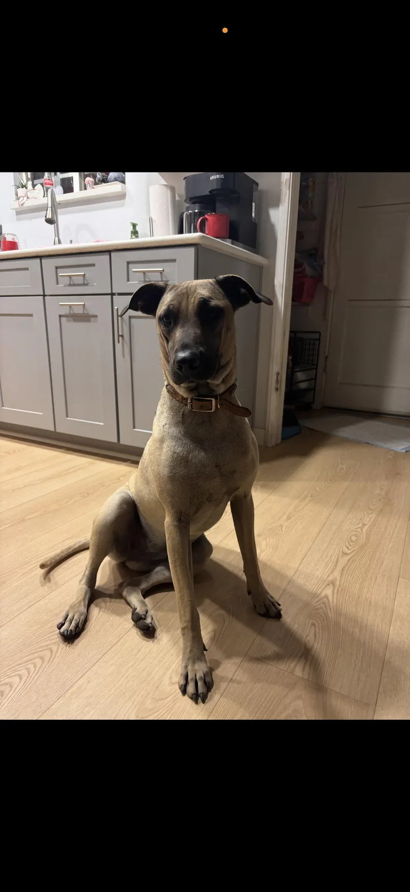 Leilani The Stunning