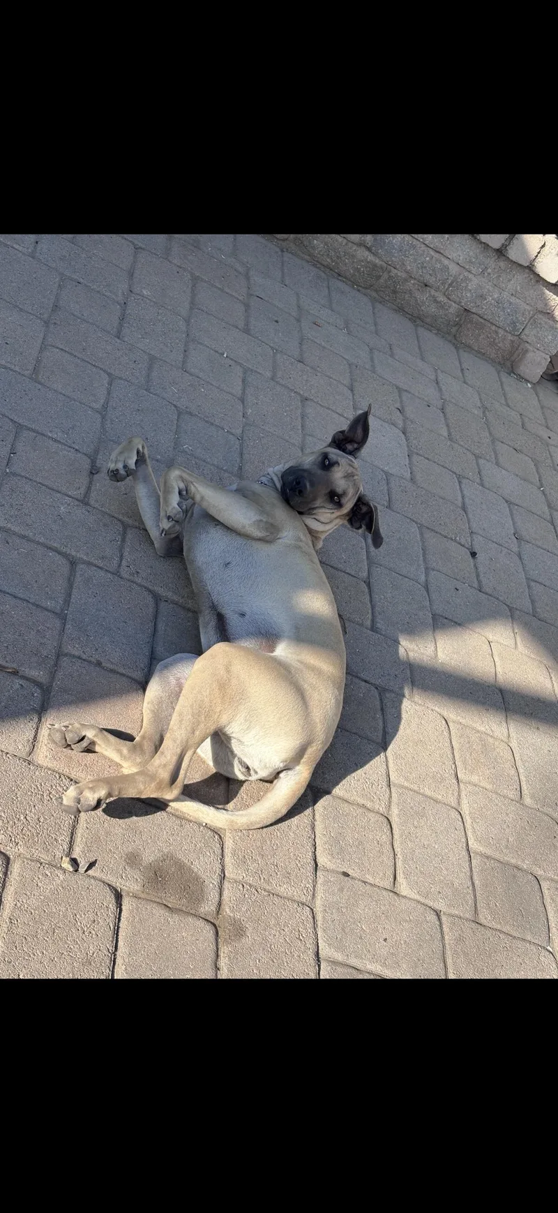 Leilani  The Stunning thumbnail 4