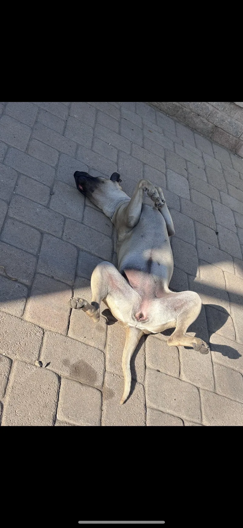 Leilani  The Stunning thumbnail 6