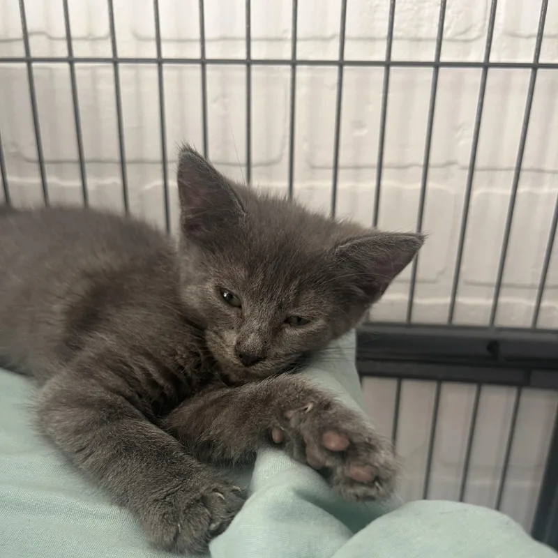 A baby small-sized female Domestic Short Hair cat named Endo for adoption in Altoona, PA