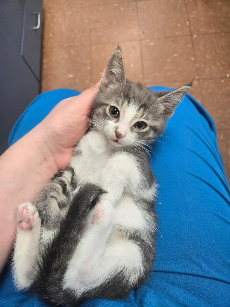 A baby small-sized male Domestic Short Hair cat named Rob for adoption in Detroit, MI