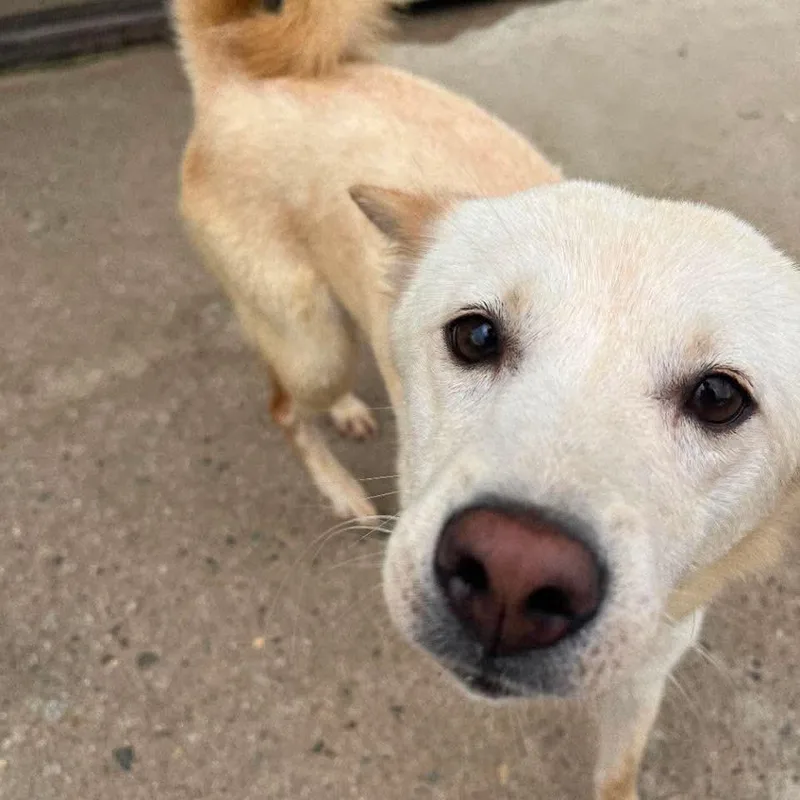 An adult small-sized female Yellow / Tan / Blond / Fawn Jindo dog named Hai HW+ for adoption in Northbrook, IL
