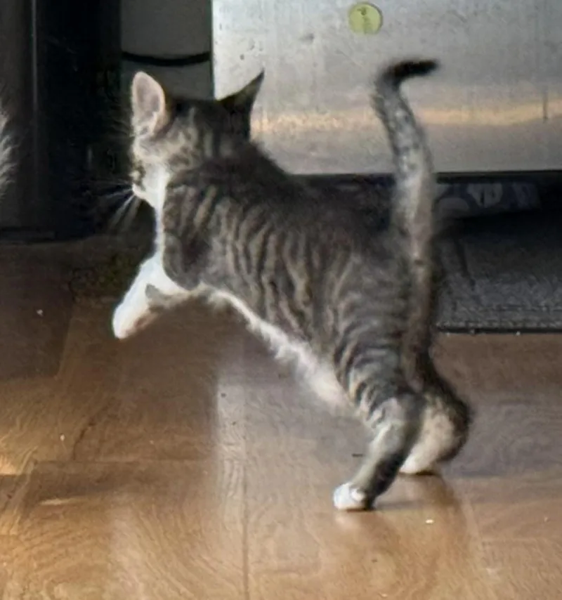 A baby medium-sized male Brown / Chocolate Domestic Short Hair cat named Tillamook for adoption in Silverton, OR