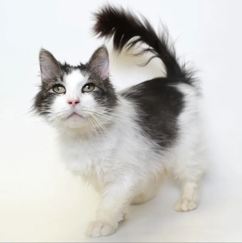 A senior medium-sized male Brown / Chocolate Domestic Long Hair cat named Flint for adoption in Springfield, IL