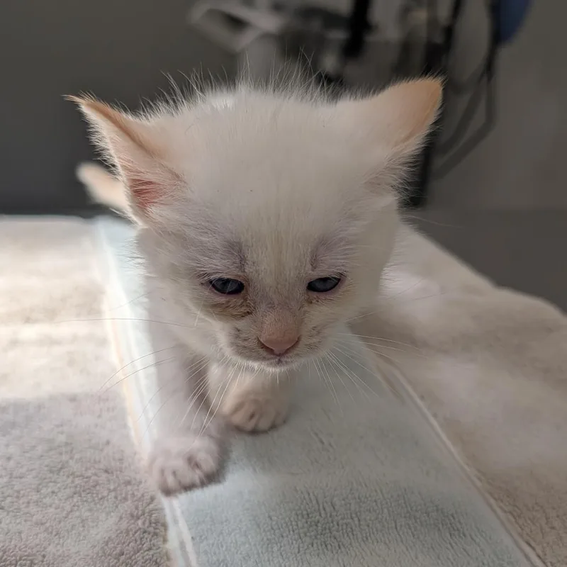 A baby small-sized female White Domestic Medium Hair cat named Susie for adoption in Winston Salem, NC