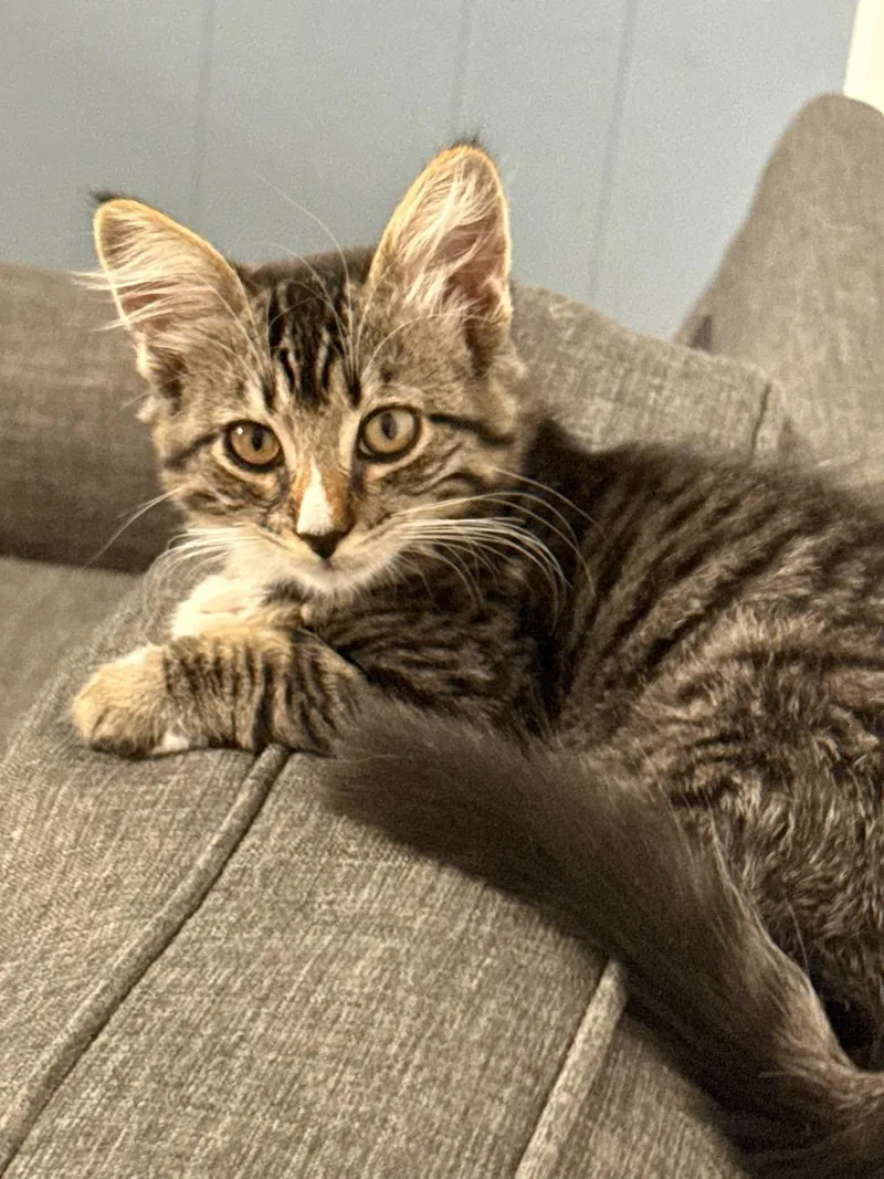 A baby medium-sized female Domestic Short Hair cat named Sugar Bee for adoption in Lincoln, CA