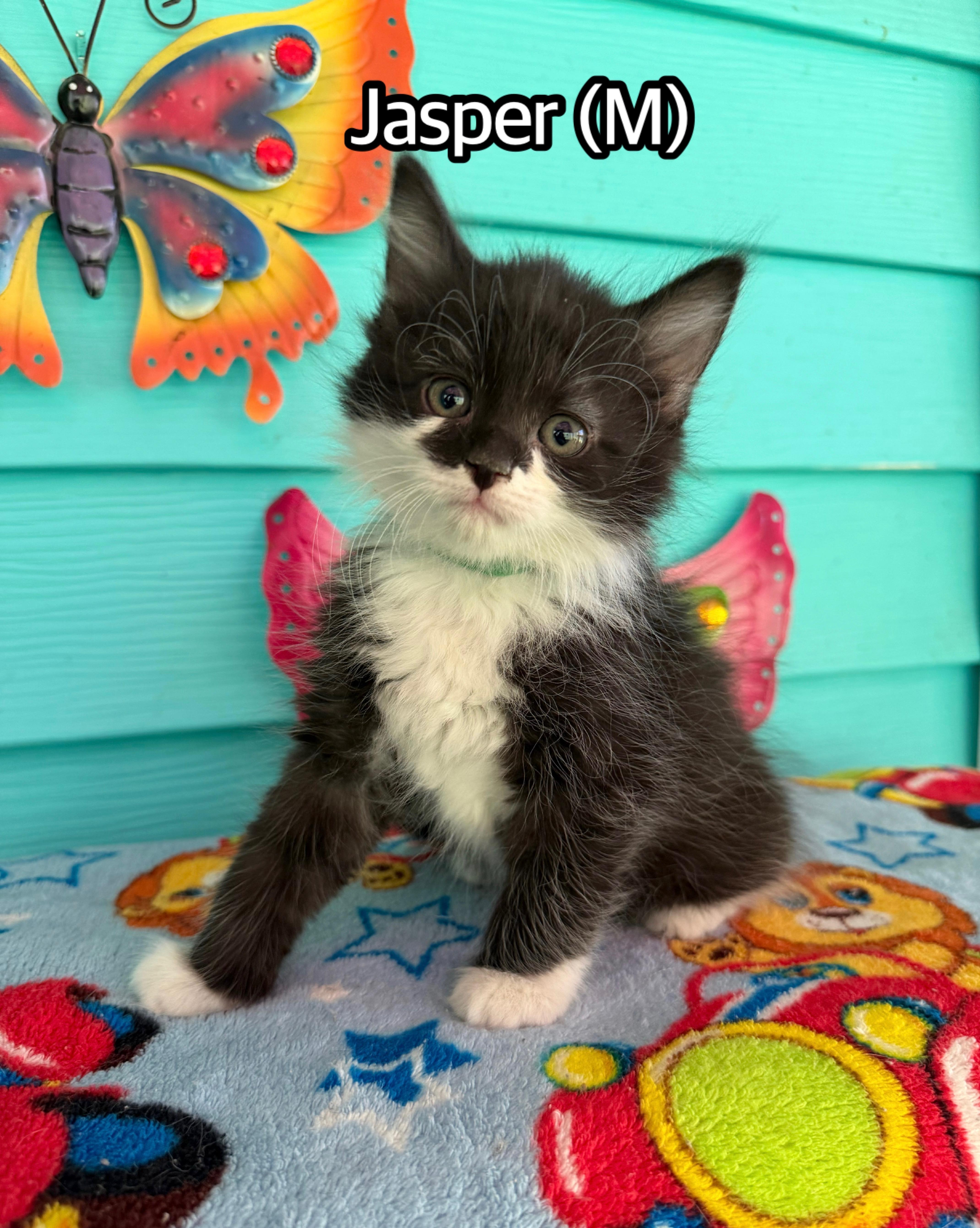 A baby medium-sized male Black & White / Tuxedo Domestic Medium Hair cat named Jasper for adoption in Hermitage, PA
