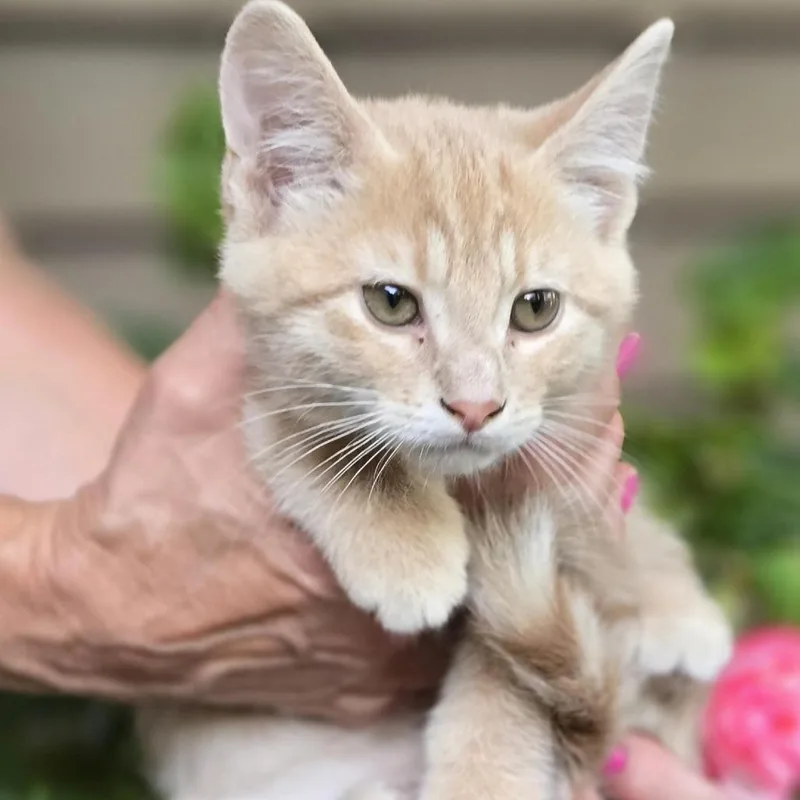 A baby medium-sized male Orange / Red Domestic Short Hair cat named Larry C for adoption in Minnetonka, MN