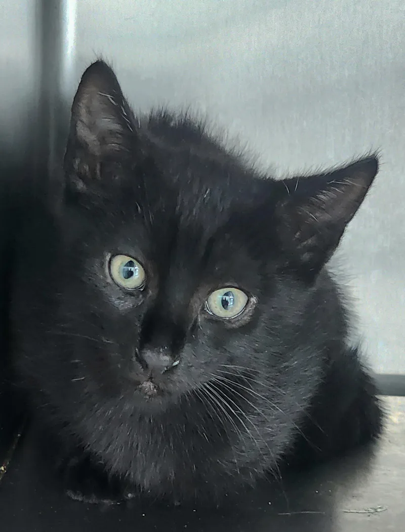 A baby small-sized male Domestic Short Hair cat named Alvin for adoption in Los Angeles, CA