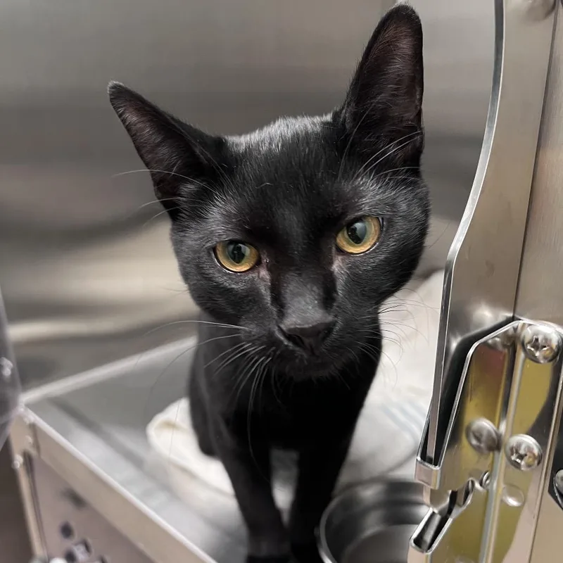 A young medium-sized male Black Domestic Short Hair cat named Bruce for adoption in Arlington Heights, IL
