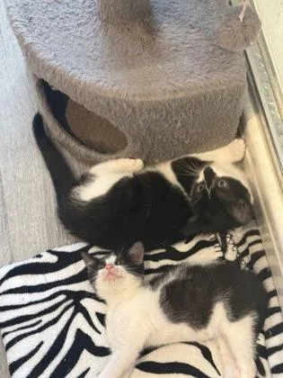 A baby small-sized female Domestic Short Hair cat named Theodora for adoption in Ringoes, NJ