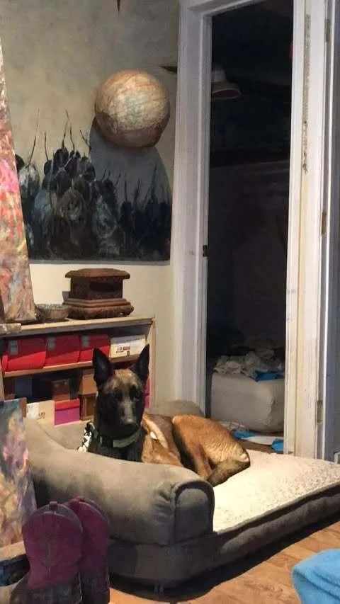 An adult medium-sized female Tricolor (Brown, Black, & White) Belgian Shepherd / Malinois dog named Hera  Located In for adoption in Imlay City, MI