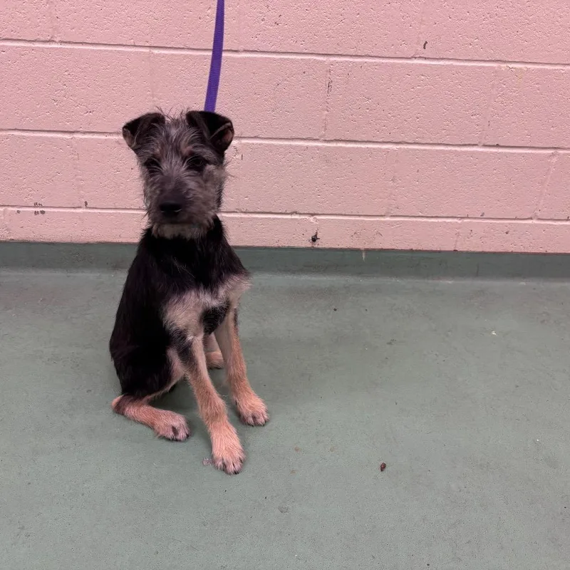 A young small-sized male Black Mixed Breed dog named Aaron for adoption in Memphis, TN