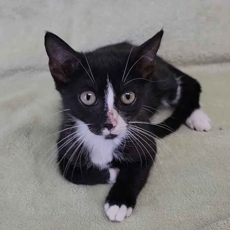 A baby small-sized female Black Domestic Short Hair cat named Fudge for adoption in Buffalo, MN