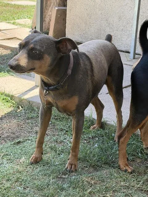 An adult small-sized male Gray / Blue / Silver Miniature Pinscher dog named Sammy for adoption in Carlsbad, CA