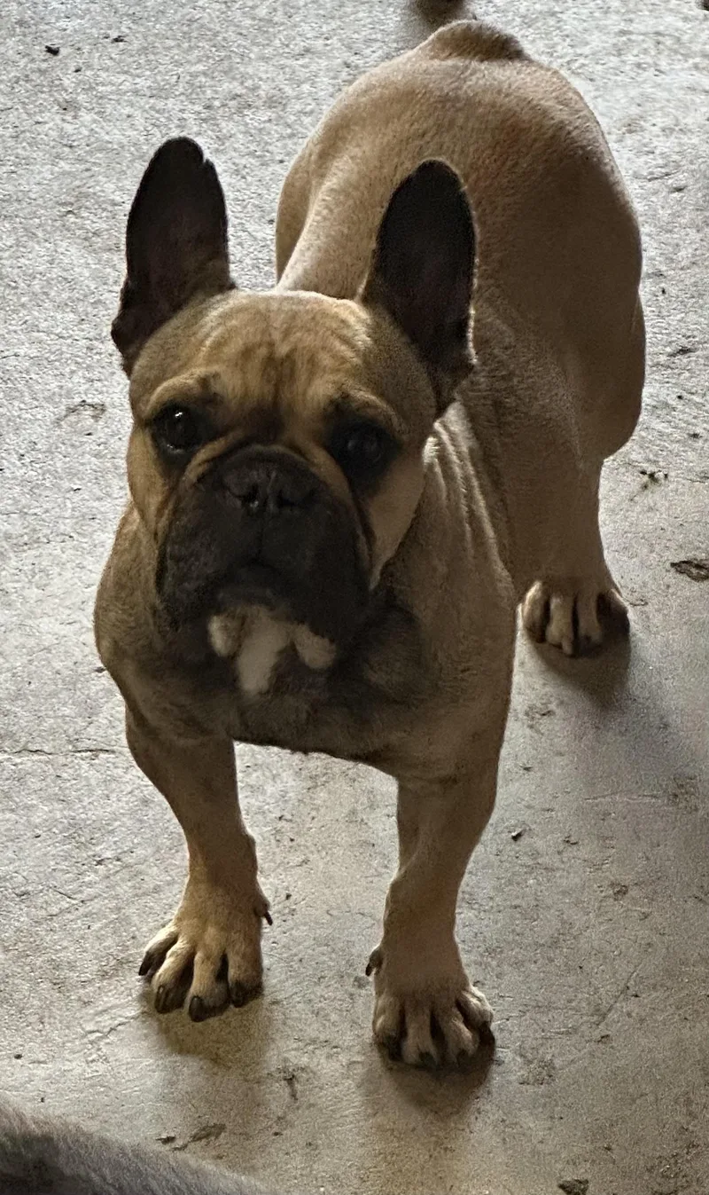 An adult small-sized female French Bulldog dog named Sadie for adoption in modesto, CA
