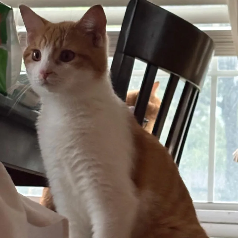 A young medium-sized female Domestic Short Hair cat named Marmalade for adoption in Indianapolis, IN