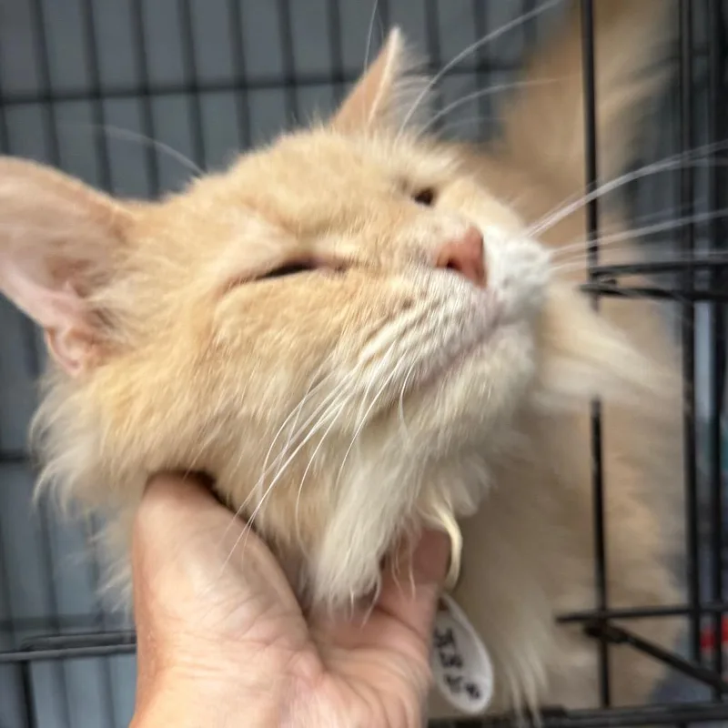 An adult large-sized male Domestic Long Hair cat named Heathcliff for adoption in Normal, IL