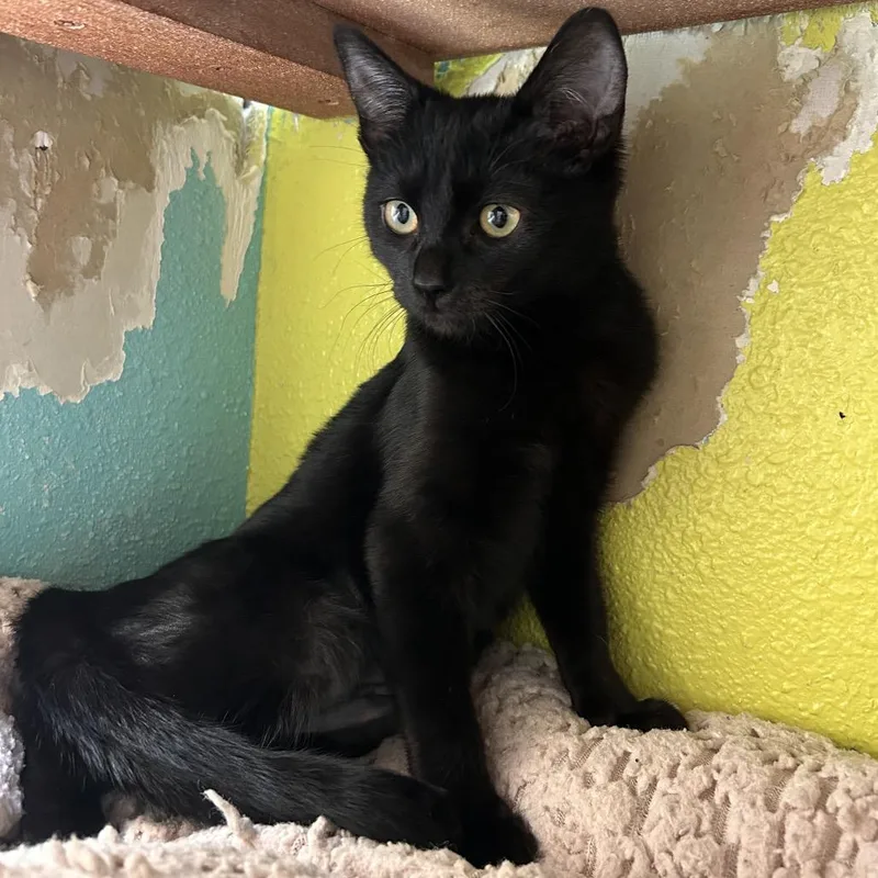 Sinclair thumbnail 2