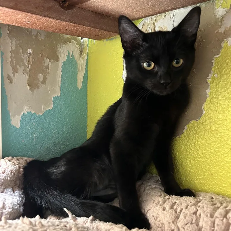 Sinclair thumbnail 3