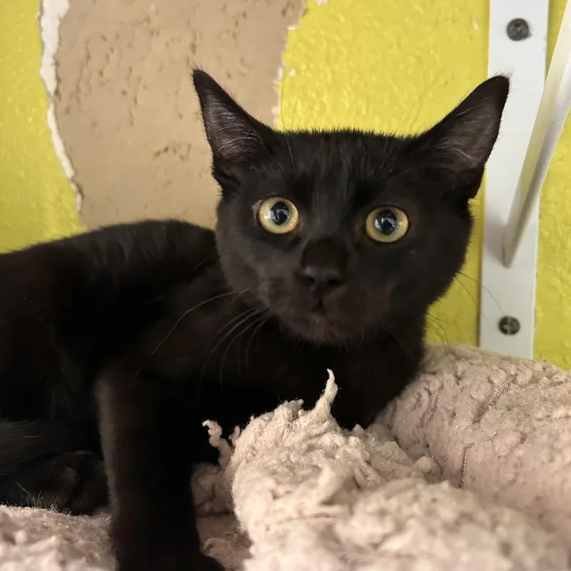 Sinclair thumbnail 4