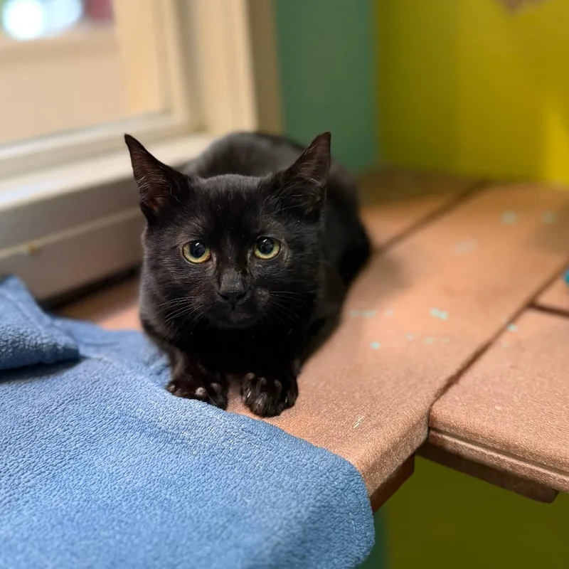 Sinclair thumbnail 5