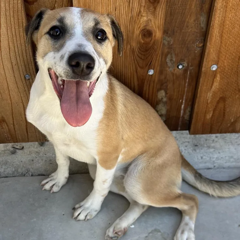 A young medium-sized female White / Cream Mixed Breed dog named Star for adoption in San Francisco, CA