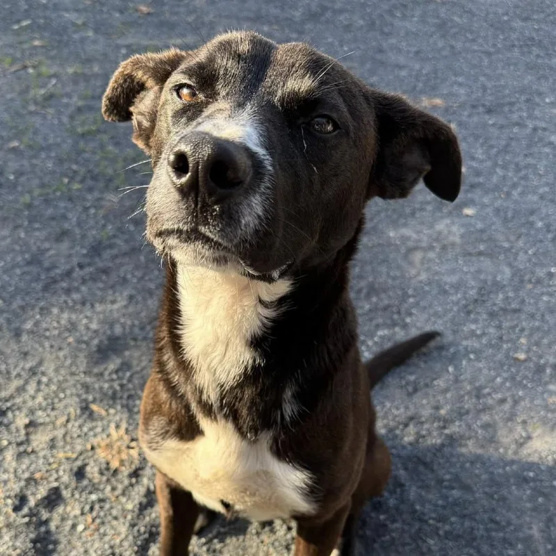 A young small-sized male Black Black Labrador Retriever dog named Eddy for adoption in Quakertown, PA