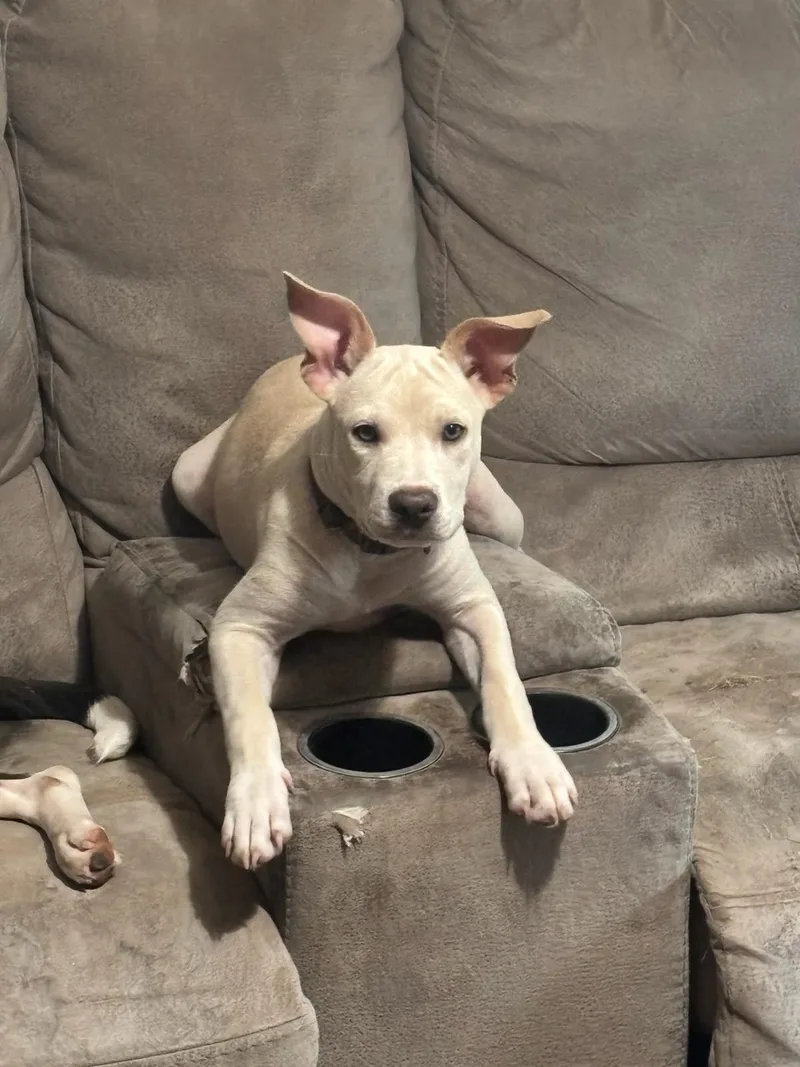 A baby medium-sized female White / Cream American Staffordshire Terrier dog named Aphrodite for adoption in Bar Nunn, WY