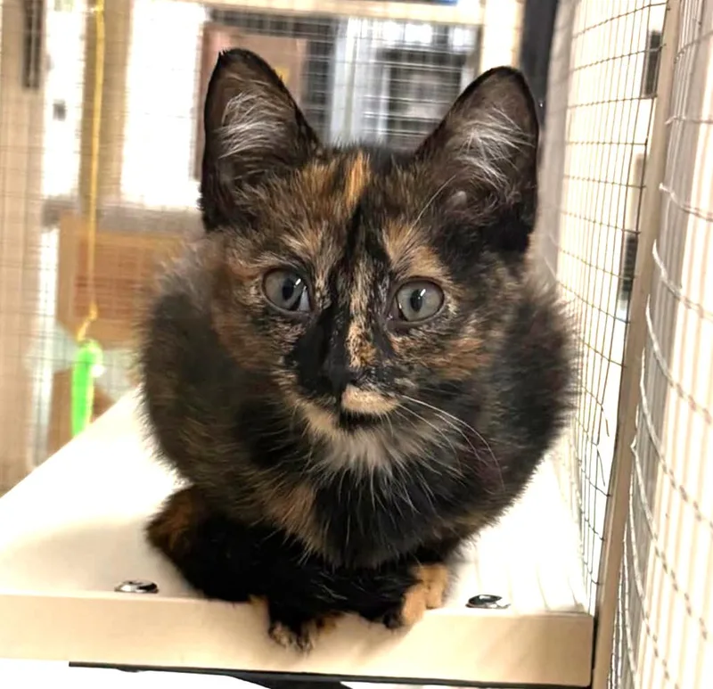 A baby medium-sized female Tortoiseshell Domestic Short Hair cat named Ivy for adoption in Toledo, OH
