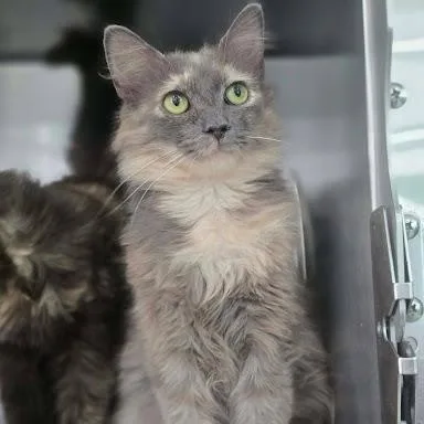 A young medium-sized female Domestic Medium Hair cat named Princess for adoption in Danbury, CT