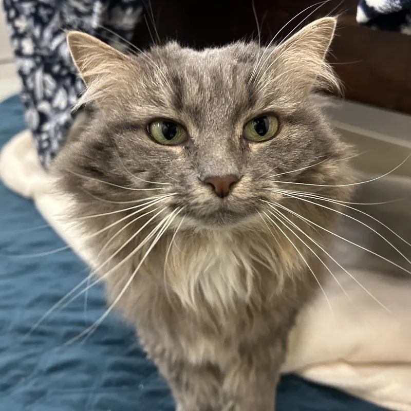 An adult large-sized female Domestic Long Hair cat named Chloe for adoption in Bedford, NH
