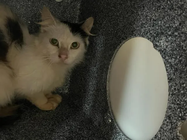 A young small-sized female Domestic Short Hair cat named A for adoption in Ocala, FL