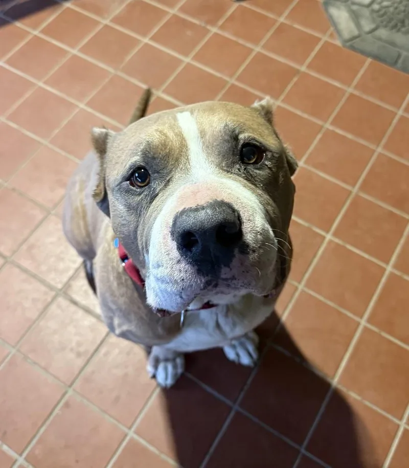 Max The Gentle Giant thumbnail 3