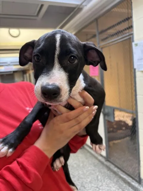 A baby medium-sized male Fox Terrier dog named Al for adoption in Brewster, MA