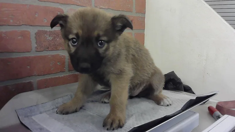 A baby small-sized female German Shepherd Dog dog named Polly for adoption in Houston, TX