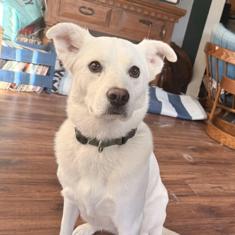 An adult medium-sized female Retriever dog named Biscuit for adoption in Fort Worth, TX