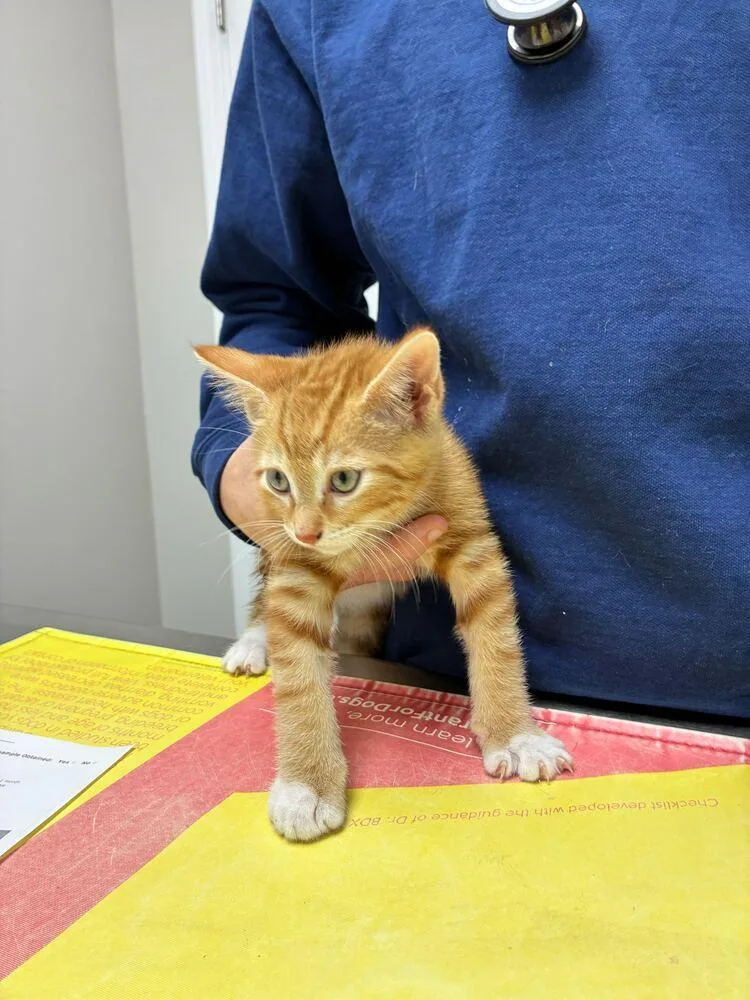 A baby small-sized male Domestic Short Hair cat named Finn for adoption in Marietta, GA