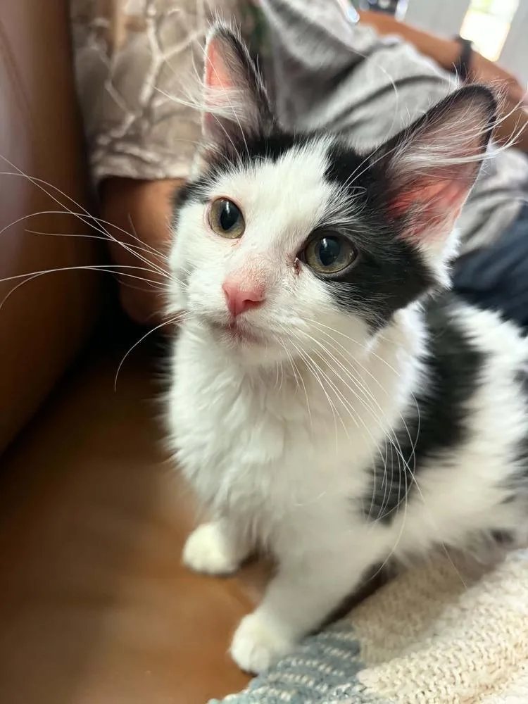 A baby medium-sized male Black & White / Tuxedo Domestic Medium Hair cat named Bass for adoption in tucson, AZ