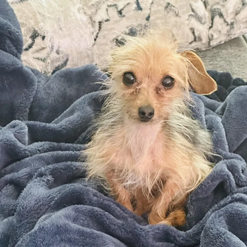 An adult small-sized female Black Dachshund (Miniature Long Haired) dog named Milady D for adoption in Princeton, MN