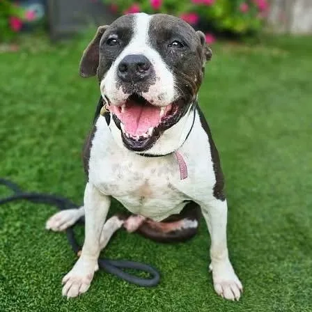 An adult medium-sized female American Staffordshire Terrier dog named Ollie and Tilly for adoption in Pearland, TX